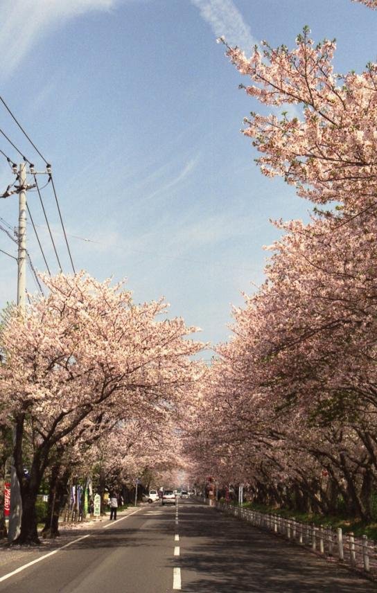 🕊️ 특공비 공원 (톳코히 코엔) 이미지 9